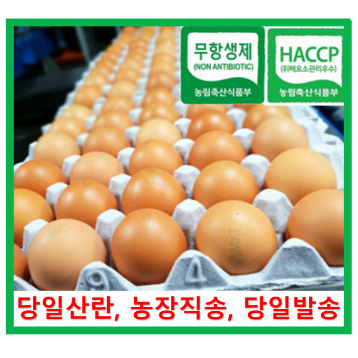 [알부자집] 친환경계란 특란, 60개