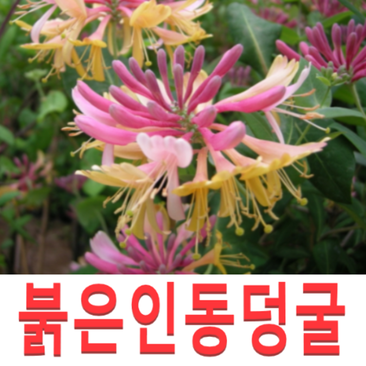 (성실D)붉은인동덩굴(적색 인동초)모종(포트) 10그루