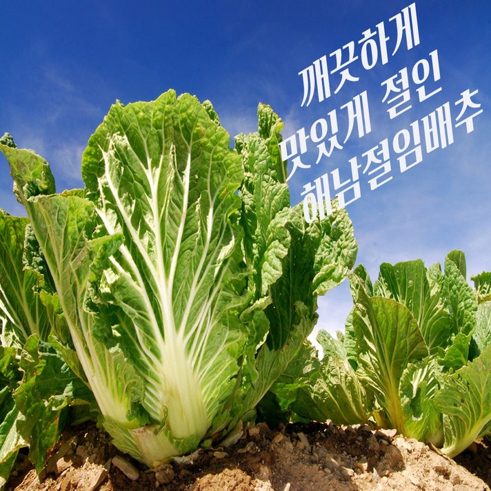 [순수농산] 땅끝 해남 절임배추 20kg 김장배추 절인배추 파는곳 예약배송 요일선택, 해남절임배추20kg, 화요일출발-수요일도착