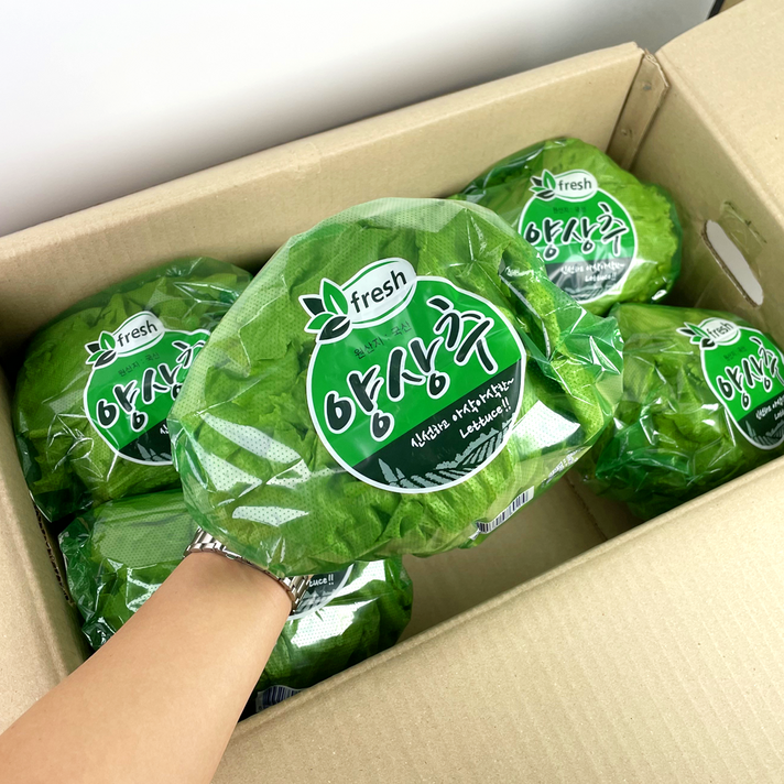 양상추피아 산지직송 양상추 6통 국내산 개별포장