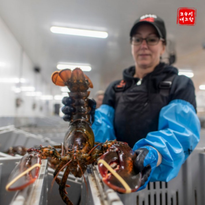 NOVASCOTIA 프리미엄 활 랍스타 랍스터 500g 1kg 1.5kg 수율 80%이상, Halves (700g내외) x 1마리