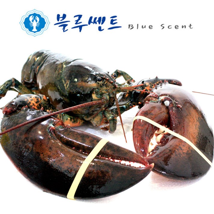 블루쎈트 프리미엄 활 랍스타, 1.0kg, 1마리