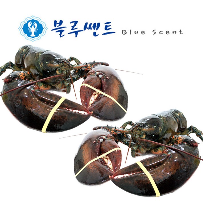 블루쎈트 프리미엄 활 랍스타, 500g, 2마리