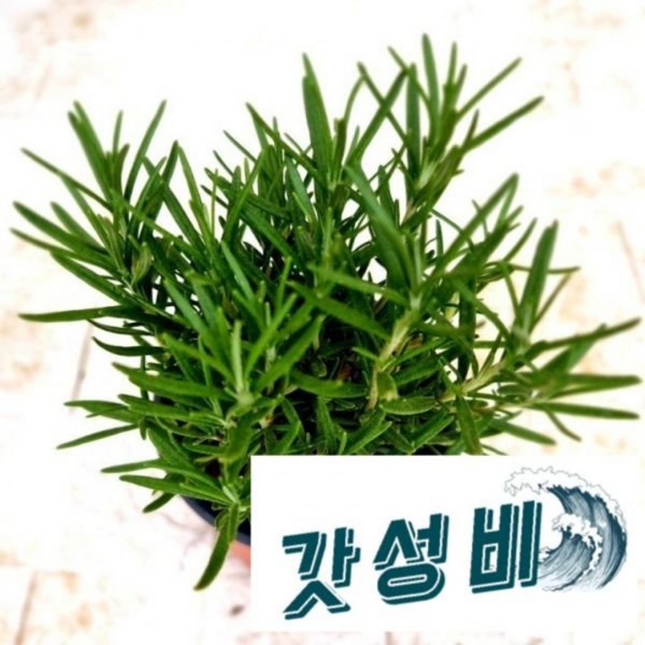 향기나는 마리 키우기 쉬운 화분 도매화원