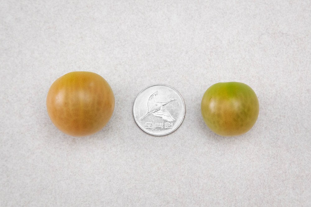 스윗프리 스테비아 사과토마토, 1kg, 1팩 - thumb image